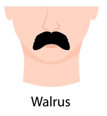 Walrus style mustache