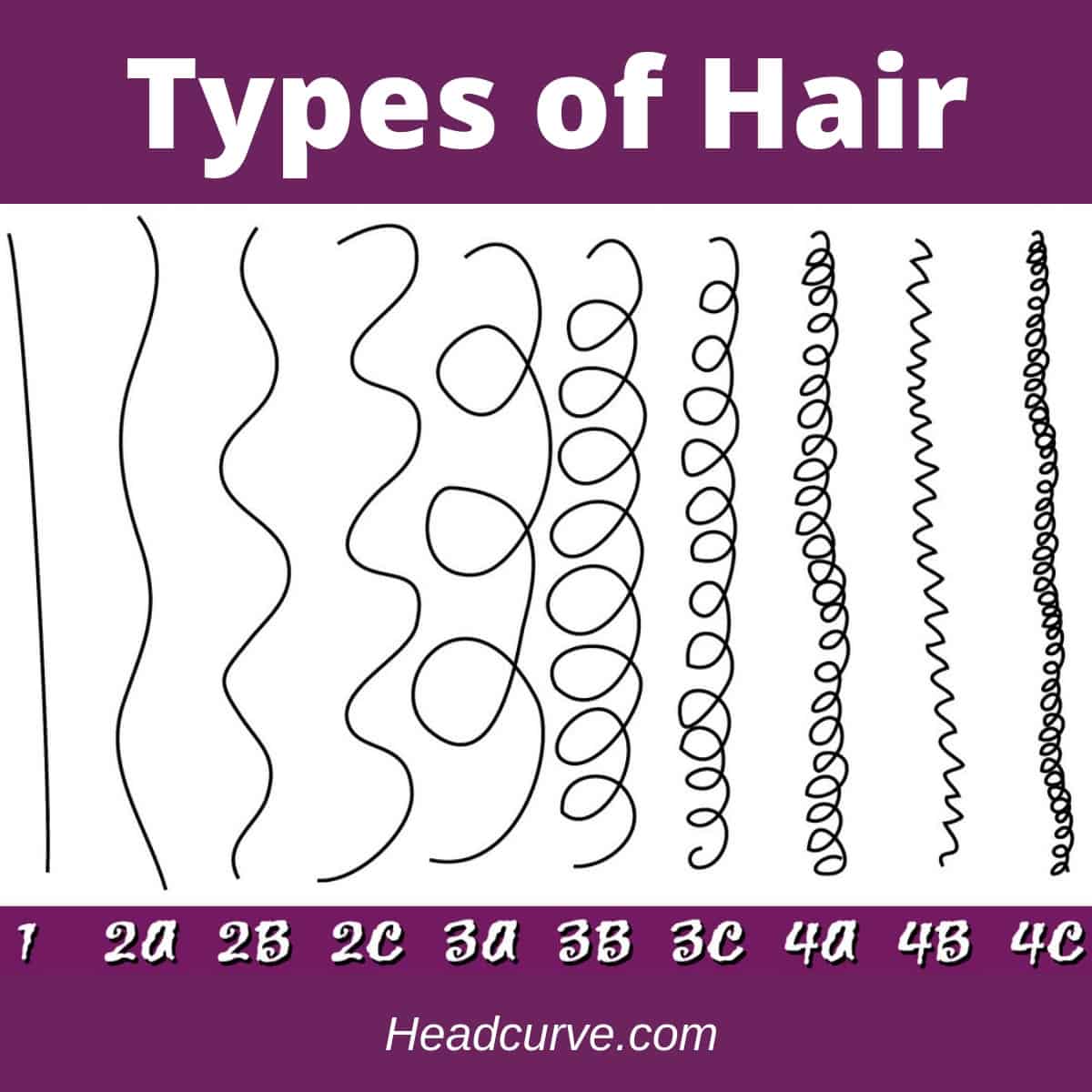 The different types of hair (chart).