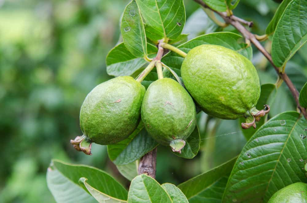 Guava fruit for hair rinse