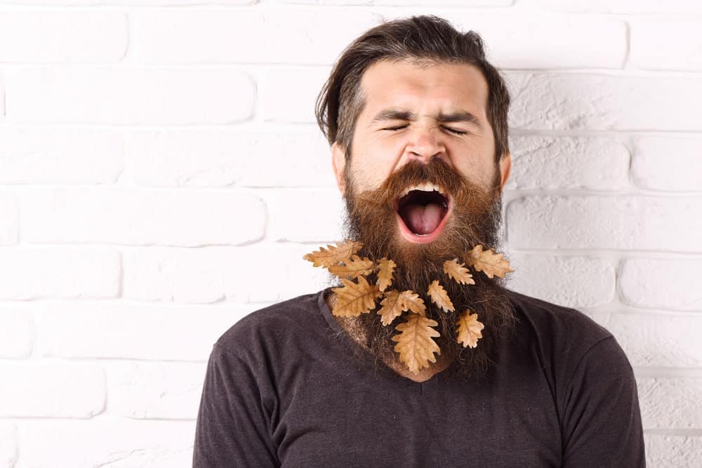 Yawning man with stylish mustache and decorative autumn leaves in long beard.
